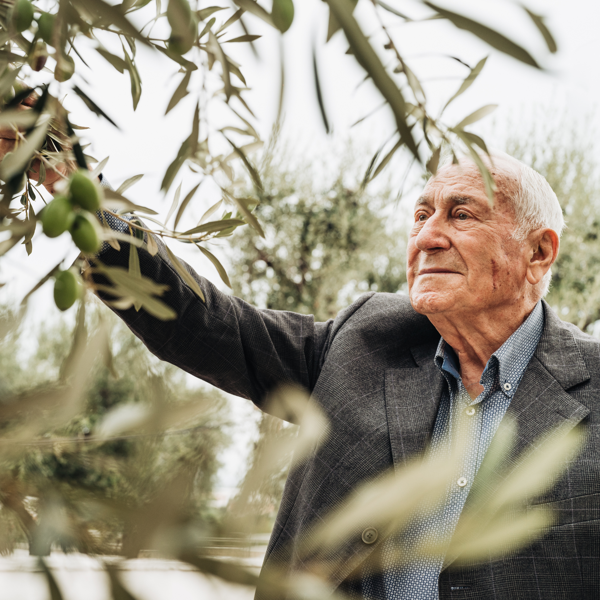 Luigi Rotondo con i suoi ulivi